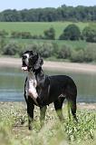 DOGUE ALLEMAND 155